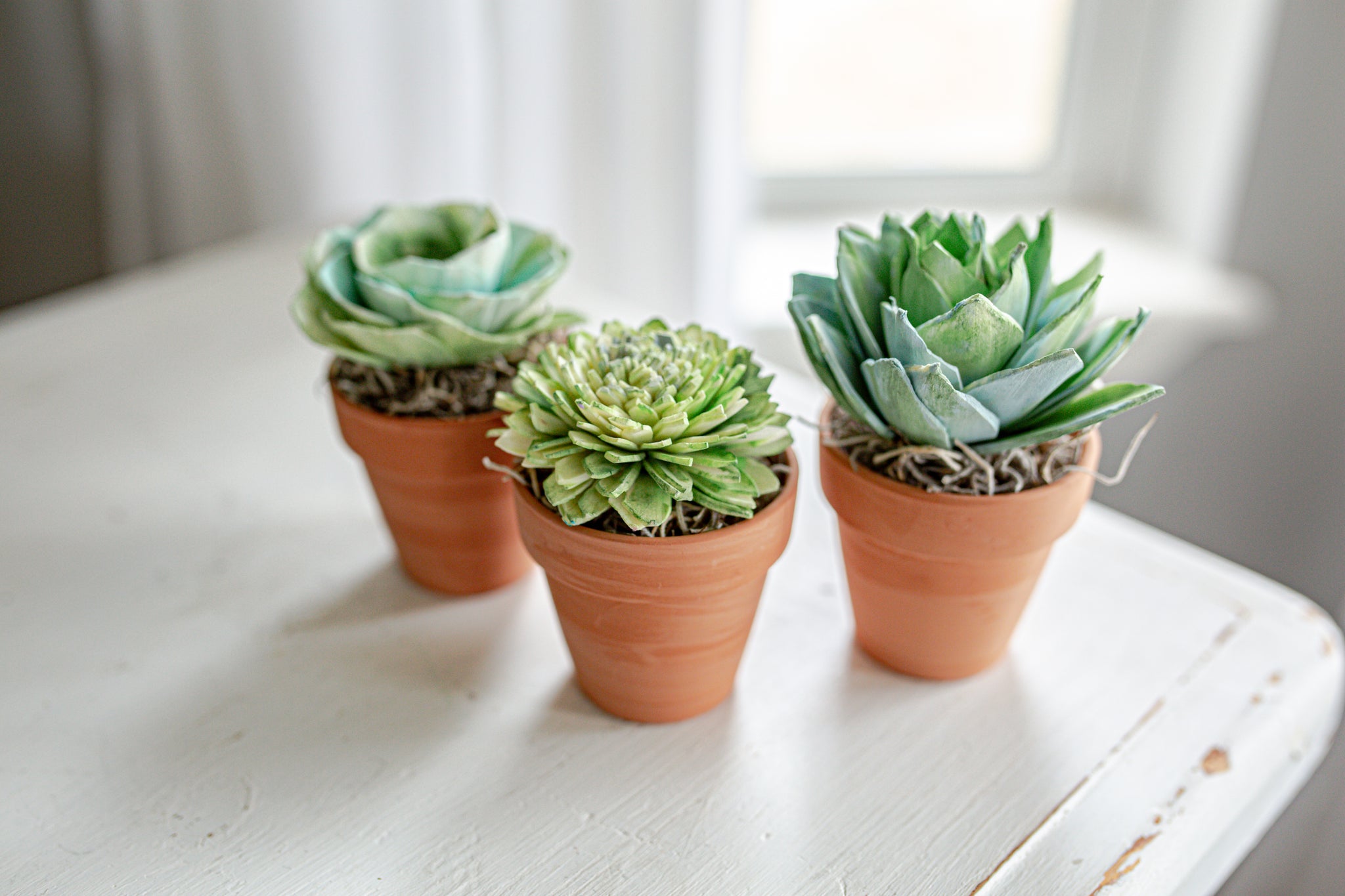 Single Wood Flower Succulent Terra-cotta Pot – My Wood Flowers